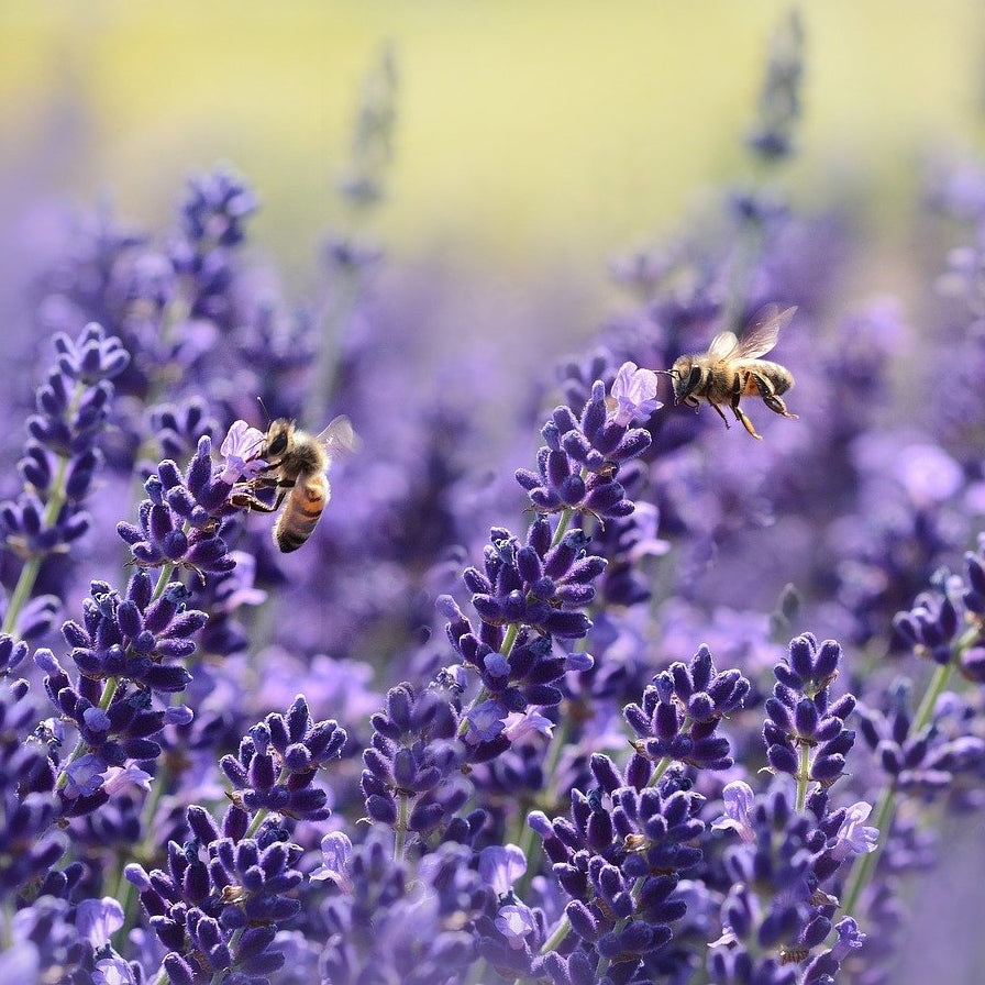 Sejura™ Lavanta Aromalı Geri Akış Tütsü (10 Adet)